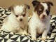 chiots chihuahua m&acirc;les et femelles pour adoption