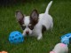 chiot chihuahua m&acirc;les et femelles pour adoption