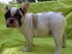 Donne chiot bouledogue fran&ccedil;ais