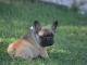 Donne chiot bouledogue fran&ccedil;ais
