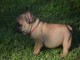 Donne chiot bouledogue fran&ccedil;ais