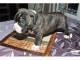 Magnifique et adorable chiot american bully