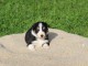 Magnifique et adorable chiot border collie 