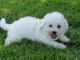 Magnifique et adorable chiot bichon fris&eacute;