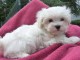 Magnifique et adorable chiot bichon maltais