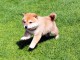 Magnifique et adorable chiot shiba inu 