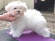 Adorable chiot bichon maltais femelle &agrave; donner