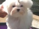 Adorable chiot bichon maltais femelle &agrave; donner