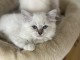 Adorables Chatons Ragdoll 2 M&acirc;les et 1 Femelle