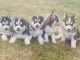 Chiots Husky de Sib&eacute;rie A donner contre bon soin
