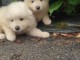 Chiots type  Samoy&egrave;de LOF