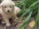 Chiots type Samoy&egrave;de LOF