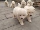 Chiots type Samoy&egrave;de LOF