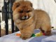 ADOPTION MAGNIFIQUE CHIOTS TYPE CHOW CHOW