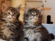 Chatons Type Maine Coon m&acirc;les et femelles
