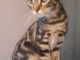 Chatons Type Bengal  m&acirc;les et femelles