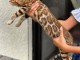 Chatons Type Bengal  m&acirc;les et femelles