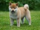 chiots shiba inu a donner