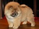 adorables chow chow a donner