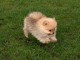 chiots spitz nain a donner