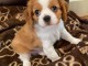 Adorables Chiots Cavalier King Charles Pure Race inscrits au lof