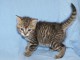 chaton europ&eacute;en trois mois