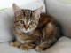 chaton europ&eacute;en trois mois