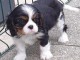 Magnifique Chiots Cavalier King Charles &agrave; donner