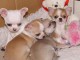 Chiot chihuahua  &acirc;g&eacute; de 3 mois &agrave; donner de suite