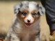 chiots berger australien femelle/m&acirc;le disponible