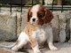 Cedes Chiot Cavalier Charle Spaniel Femelle/m&acirc;le &acirc;g&eacute;e de 3 mois