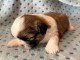 disponible de suite bb Shih Tzu.