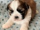 disponible de suite bb Shih Tzu.
