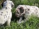 disponible de suite chiots dalmatien &acirc;g&eacute;es de 3 mois