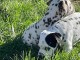 disponible de suite chiots dalmatien &acirc;g&eacute;es de 3 mois