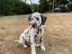 disponible de suite chiots dalmatien &acirc;g&eacute;es de 3 mois