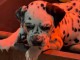 disponible de suite chiots dalmatien &acirc;g&eacute;es de 3 mois