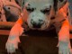 disponible de suite chiots dalmatien &acirc;g&eacute;es de 3 mois