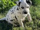 disponible de suite chiots dalmatien &acirc;g&eacute;es de 3 mois