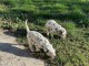 disponible de suite chiots dalmatien &acirc;g&eacute;es de 3 mois