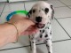 disponible de suite chiots dalmatien &acirc;g&eacute;es de 3 mois