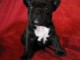 Adorables Chiots Bouledogue fran&ccedil;ais inscrit au lof