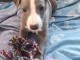 whippet m&acirc;les bleus a donner 