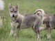 Chiots Siberian Husky