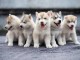 Chiots husky &agrave; donn&eacute; 