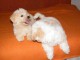 Chiots bichon havanais disponible pour de d&eacute;tails me contacter 