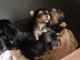 Chiots yorshire disponible de suite contacter moi si int&eacute;ress&eacute; 