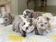 Chiots Bouledogue Fran&ccedil;ais disponible de suite contacter moi 