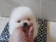 Magnifiques Chiots Spitz Allemand Nain disponible de suite 