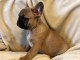 Chiots Bouledogue fran&ccedil;ais cherche une famille d